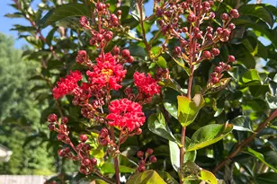 123 Conifer court, Winterville, GA 30683 - Photo 45