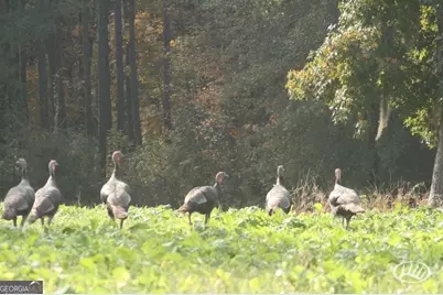 47 Southgate Lane, Hawkinsville, GA 31036 - Photo 59