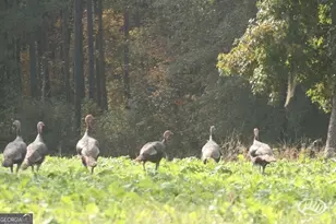 47 Southgate Ln, Hawkinsville, GA 31036 - Photo 59