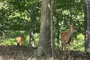 329 Greenleaf Dr, Lavonia, GA 30553 - Photo 45