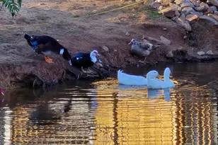 8342 Loch Lomand Ln, Winston, GA 30187 - Photo 3