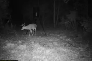 68 Sand Rdg Rd, Rhine, GA 31077 - Photo 53