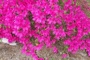 84 Weaver Ln, Buena Vista, GA 31803 - Photo 65