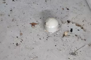 200 Abner Rd, Franklin, GA 30217 - Photo 73