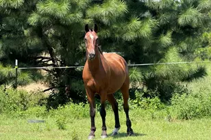 718 Jamestown Rd, Cordele, GA 31015 - Photo 33