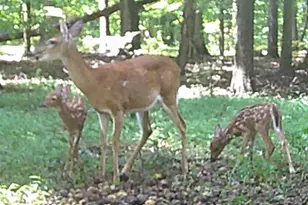 297 Old Clarkesville Mill Rd, Clarkesville, GA 30523 - Photo 45