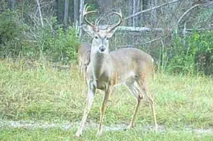 596 Arnett School Rd, Sylvania, GA 30467 - Photo 25