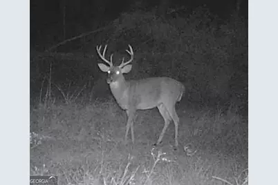 596 Arnett School Road, Sylvania, GA 30467 - Photo 29