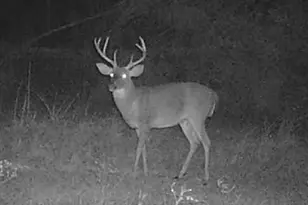 596 Arnett School Rd, Sylvania, GA 30467 - Photo 29