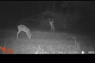 596 Arnett School Rd, Sylvania, GA 30467 - Photo 35