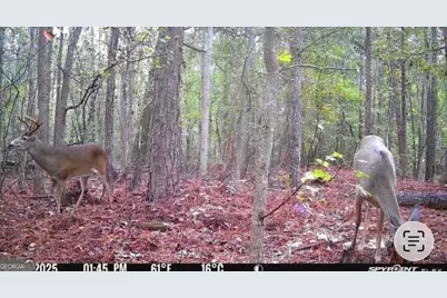 596 Arnett School Road, Sylvania, GA 30467 - Photo 27