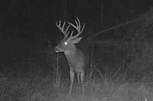 596 Arnett School Rd, Sylvania, GA 30467 - Photo 33