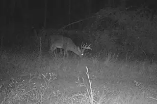 596 Arnett School Rd, Sylvania, GA 30467 - Photo 21