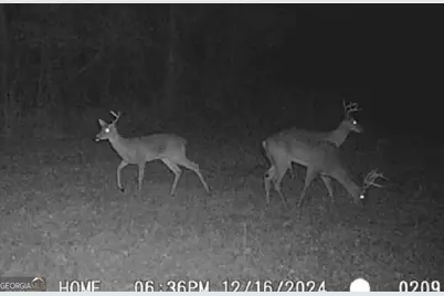 596 Arnett School Road, Sylvania, GA 30467 - Photo 19