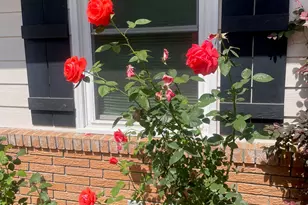 215 Old Mize Rd, Toccoa, GA 30577 - Photo 11