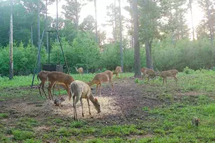 580 I B Howard Rd, Williamson, GA 30292 - Photo 123