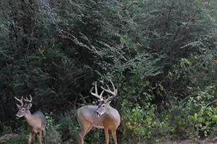 580 I B Howard Rd, Williamson, GA 30292 - Photo 121