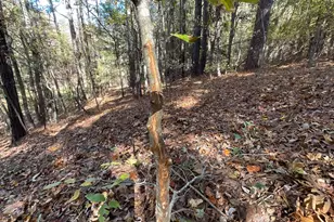 501 Raleigh Rd, Woodbury, GA 30293 - Photo 61