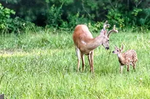 98 S Saddleback Trail, Blue Ridge, GA 30513 - Photo 65