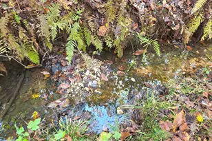 5548 Jacksonville Rd, Buchanan, GA 30113 - Photo 27