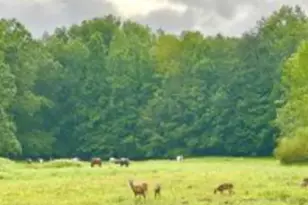 35 Canyon Pass, Cleveland, GA 30528 - Photo 17