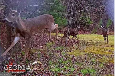 1994 Camp Creek Rd., Lakemont, GA 30552 - Photo 87