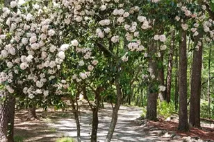 132 Chattahoochee Acres Dr, Cleveland, GA 30528 - Photo 59