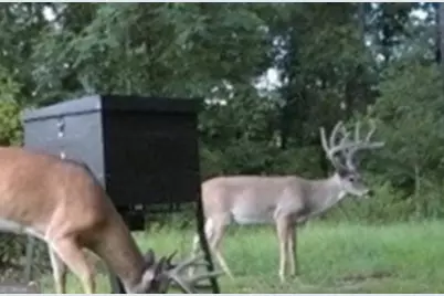 0 Poole Road, Ellaville, GA 31806 - Photo 25