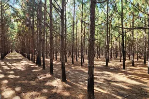 3176 E Centerpoint Rd, Preston, GA 31824 - Photo 21