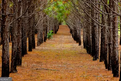 3176 E Centerpoint Road, Preston, GA 31824 - Photo 3