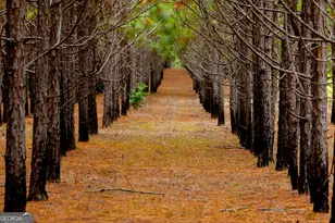 3176 E Centerpoint Rd, Preston, GA 31824 - Photo 3