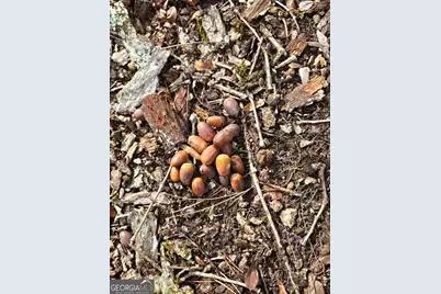 00 Martin Mill Road, Eatonton, GA 31024 - Photo 21