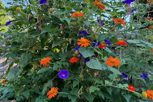 816 Woodland Dr, Griffin, GA 30224 - Photo 33