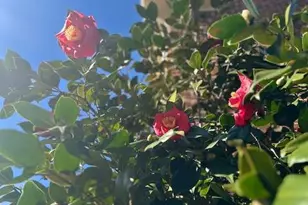 3030 Gadsden St, Alpharetta, GA 30022 - Photo 27