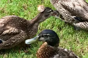 50 Birch Rd, Covington, GA 30014 - Photo 73