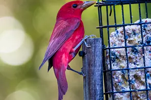 107 Wards Ln, Saint Marys, GA 31558 - Photo 49