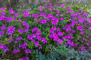 107 Wards Ln, Saint Marys, GA 31558 - Photo 51