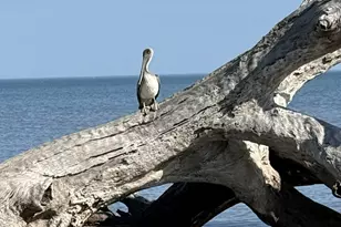 306 Reserve Ln, Saint Simons, GA 31522 - Photo 19