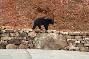 1281 High River Xing, Ellijay, GA 30540 - Photo 65