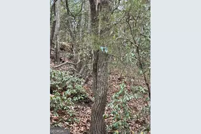 0 Laurel Branch, East Ellijay, GA 30540 - Photo 5