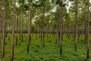 31 Ga Hwy 41, Morgan, GA 39866 - Photo 9