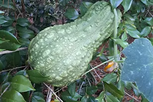 2601 Ridgewood Ln, Albany, GA 31707 - Photo 59