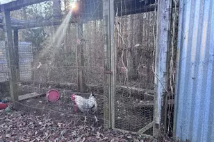 1335 Meadows Boone Rd, Luthersville, GA 30251 - Photo 19