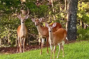 416 Undisclosed Dr, Morganton, GA 30560 - Photo 37