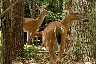 1554 Creek Rd, Hiawassee, GA 30546 - Photo 13