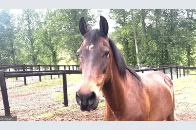 349 Debord Drive LOT #4, Waleska, GA 30183 - Photo 5