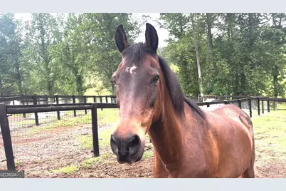 114 Addington Lane LOT #5, Waleska, GA 30183 - Photo 13