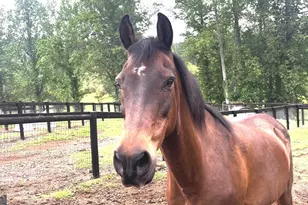 114 Addington Ln, Waleska, GA 30183 - Photo 15