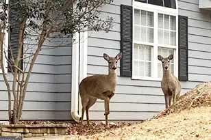 111 Seneca Way, Ellijay, GA 30540 - Photo 9