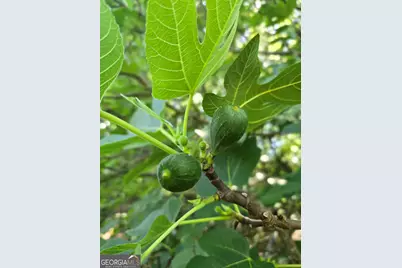 2037 Jeff Davis Road, Thomaston, GA 30286 - Photo 47